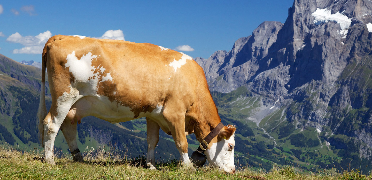 Experiencia Veterinaria desarrollo y bienestar animal